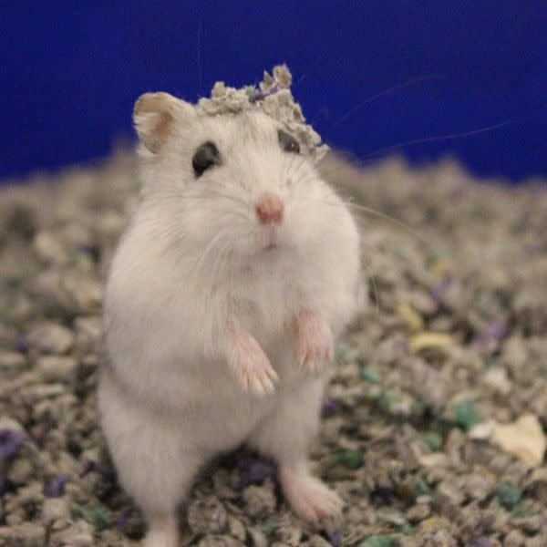 Pet Bedding F411520