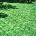 Certified 10 lbs. Grass Seed W4178