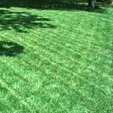 Certified 10 lbs. Grass Seed W4178